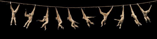 WHITE-HANDED GIBBON (hylobates lar), FEMALE HANGING FROM LIANA, MOVEMENT SEQUENCE
