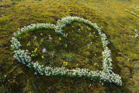 Snowdrops in the Garden Flowering Snowdrops in Heart Shape Flowering, Heart