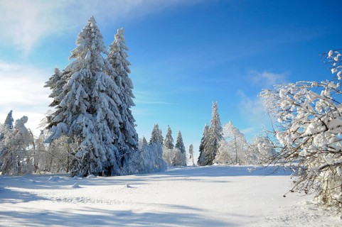 Black Forest, Black Forest in winter, spruce forest, Black Forest High Road, snowy landscape, at