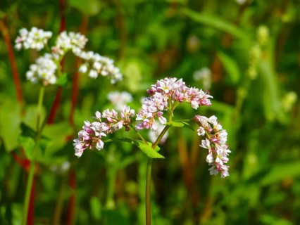 Buckwheat flowering in the field
