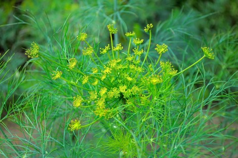 Fennel (Foeniculum vulgare) flowering, Fennel
