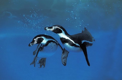 Humboldt Penguin (Spheniscus humboldti)