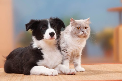 Border collie, puppy, 13 weeks, and British longhair, lilac-white, British longhair cat,
