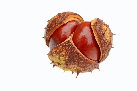 Horse chestnut (Aesculus hippocastanum), chestnut, chestnut tree