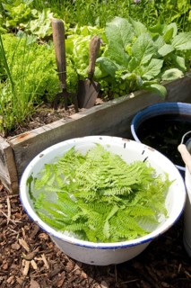 Herbal manure with goose fern (Dryopteris filix-mas), liquid manure