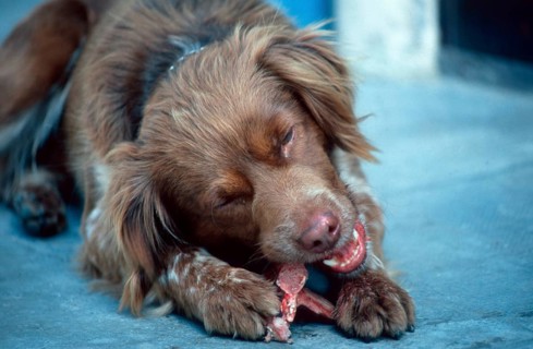 Mixed Breed Dog, eating bone, Mixed Breed Dog, eating bone