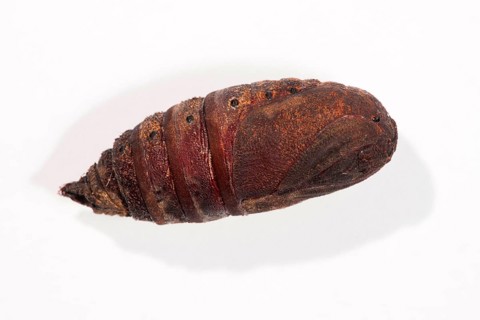Endromis versicolora (Endromis versicolora), pupa, Rhineland-Palatinate, Germany, Europe