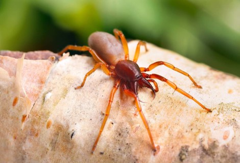 Spider (Dysdera crocata) with large chelicerae on tree bark