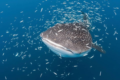 Whale Shark (Rhincodon typus), Cenderawasih Bay, West Papua, Indonesia, Asia