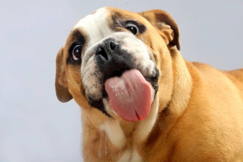 English Bulldog licked pane, glass pane, lick, tongue