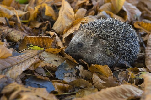European hedgehog in autumn, Lower Saxony, Germany, Europe