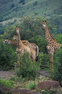 Rothschild's Girafe (giraffa camelopardalis rothschildi), Herd in Kenya