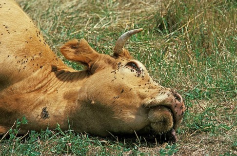 Dead Cows with Flies