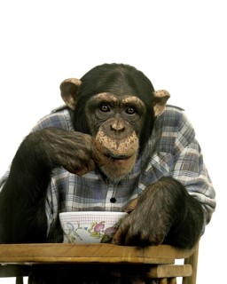 Chimpanzee (pan troglodytes) eating Breakfast