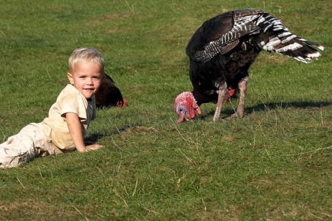 Boy with Male Turkey and Hen, Normandy
