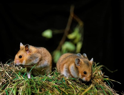 Golden Hamster (mesocricetus auratus), Adults standing on Grass