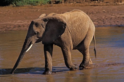 AFRICAN ELEPHANT (loxodonta africana), FEMALE CROSSING RIVER, SAMBURU PARK IN KENYA