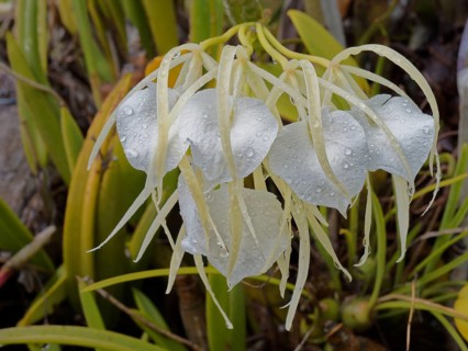 Orchid (Brassavola nodosa), Corozal district, Belize, Central America