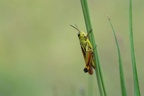 Large marsh grasshopper (Stethophyma grossum), sitting on blade of grass, Murnauer moss nature
