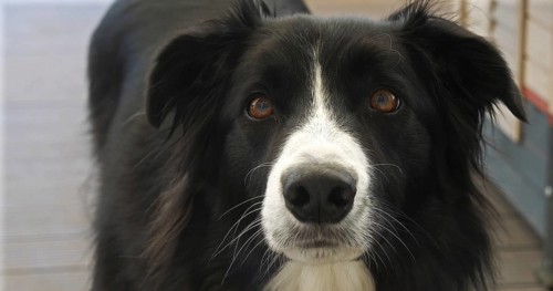 Border Collie Dog near its Dog House, male, Picardy in France