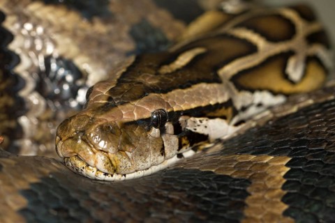 Diamond python Morelia spilota head close-up