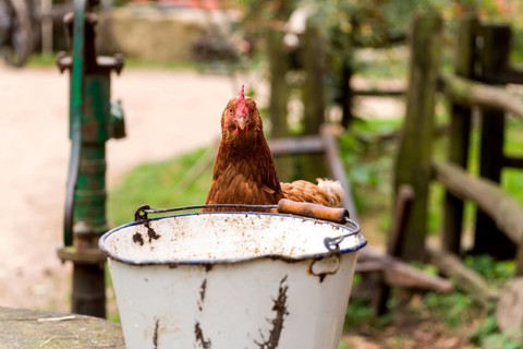 A chicken peeping over a bucket, Mecklenburg-Western Pomerania, Germany, Europe