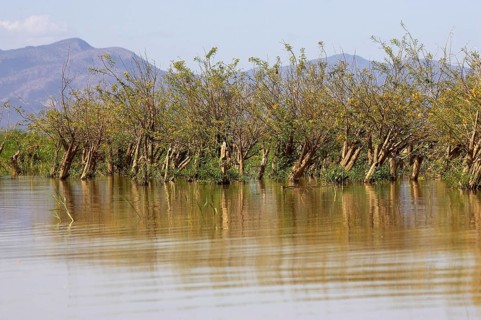 Balsa wood tree, aeschynomene elaphroxylon, Lake Baringo in Kenya