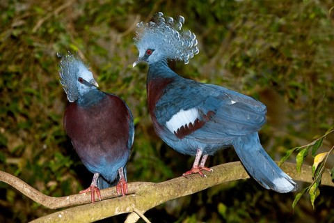 Victoria crowned pigeon (GOURA VICTORIA) goura victoria, ADULT ON BRANCH