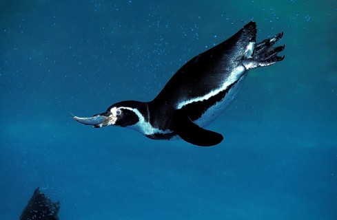 Humboldt Penguin (spheniscus humboldti), Adult fishing, with Fish in Beak