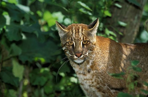 Asian golden cat or temmink cat, catopuma temmincki, adult