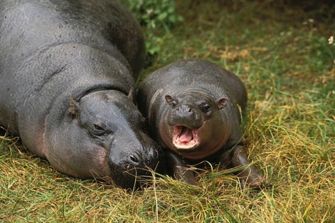 Pygmy Hippopotamus (choeropsis liberiensis), Female with Young Sleeping