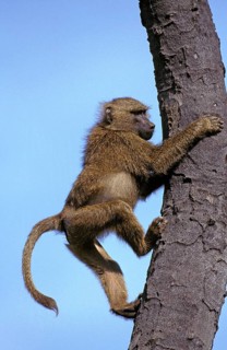 Olive baboon (papio anubis), male climbing on tree trunk, Masai Mara Park in Kenya