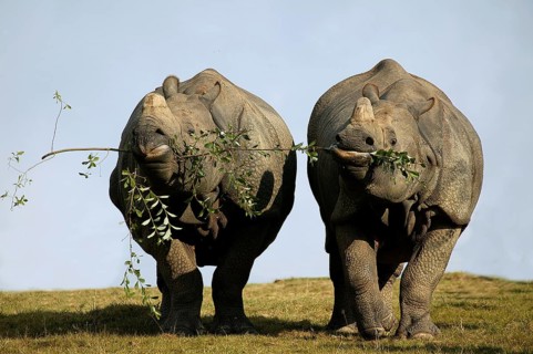 INDIAN indian rhinoceros (rhinoceros unicornis), pair feeding on the same branch