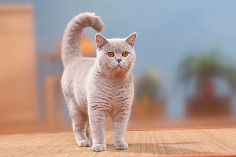 British shorthair cat, male, lilac, 6 months/ BKH