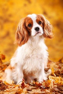 Cavalier King Charles Spaniel, male, blenheim, 10 months, autumn leaves