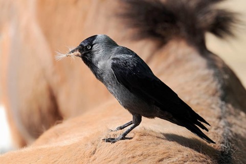Jackdaw (Coloeus monedula) (Corvus monedula) collecting hair from back of Przewalski's Wild Horse