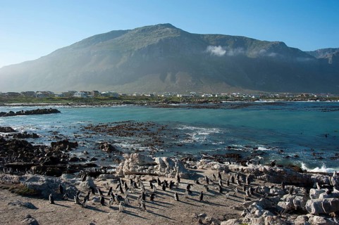 African penguin on the beach, Betty's Bay, Western Cape, South Africa Black-footed Penguin