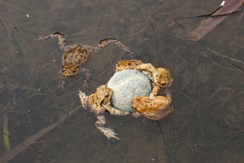 Common Toads (Bufo bufo) clinging Tennis ball, Bavaria, Germany, mating season, Europe