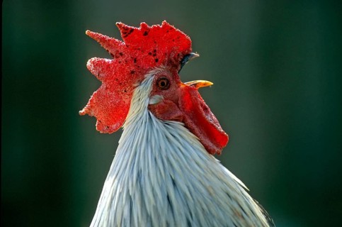 Ohiki, Minohiki-Chabo, Domestic Chicken, Southern Japanese Bantam Breed