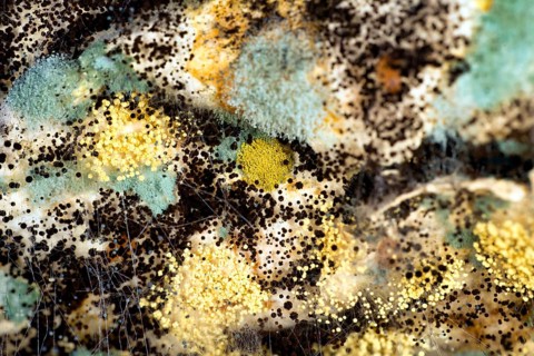 Different coloured mushroom cultures on a flatbread, mould