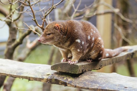 A Spotted-Tailed Quoll is spotted near Cradle Mountain, Tasmania, Australia, Oceania