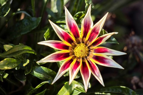 Yellow and red Gazania flowering in an English garden