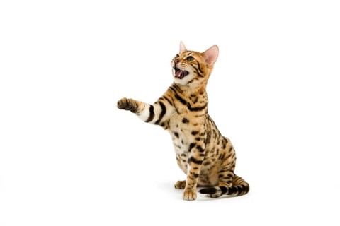 BROWN SPOTTED BENGAL HOUSE CAT, ADULT, HOLDING UP FRONT LEG