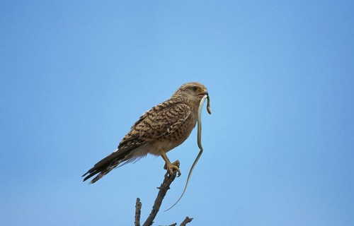 Common kestrel (falco tinnunculus), adult on branch with a snake in its beak, Masai Mara Park in