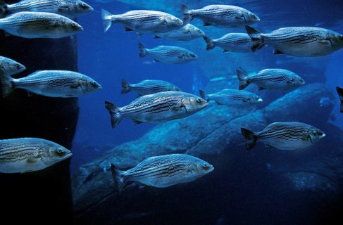 Rock Bass, Rock Perch, Other Animals, Fish, Perch-like, Animals, STRIPED BASS morone saxatilis,