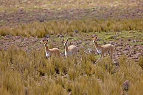 Vicuña (vicugna vicugna), PAMPA GALERAS NATIONAL RESERVE, PERU