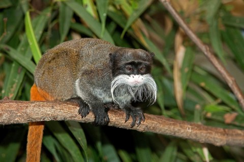 EMPEROR TAMARIN (saguinus imperator) subgrisescens ON A BRANCH AGAINST GREEN FOLIAGE