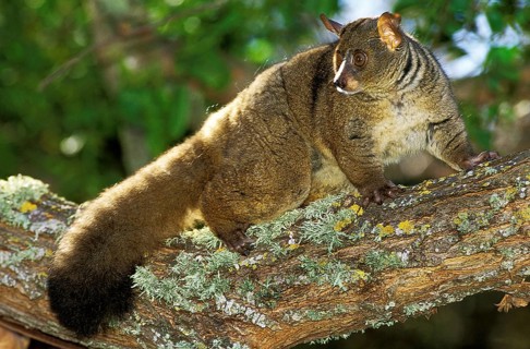 Thick-tailed bushbaby or greater brown greater galago (otolemur crassicaudatus), adult on branch