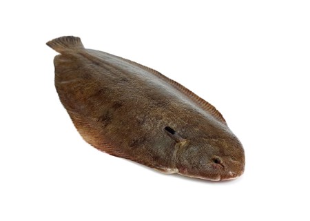 Sole, Sole (solea solea), Other animals, Fish, Flatfish, Animals, Sole Fish, Fresh Fish against