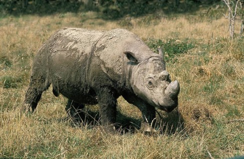 Sumatran Rhinoceros (dicerorhinus sumatrensis), Adult